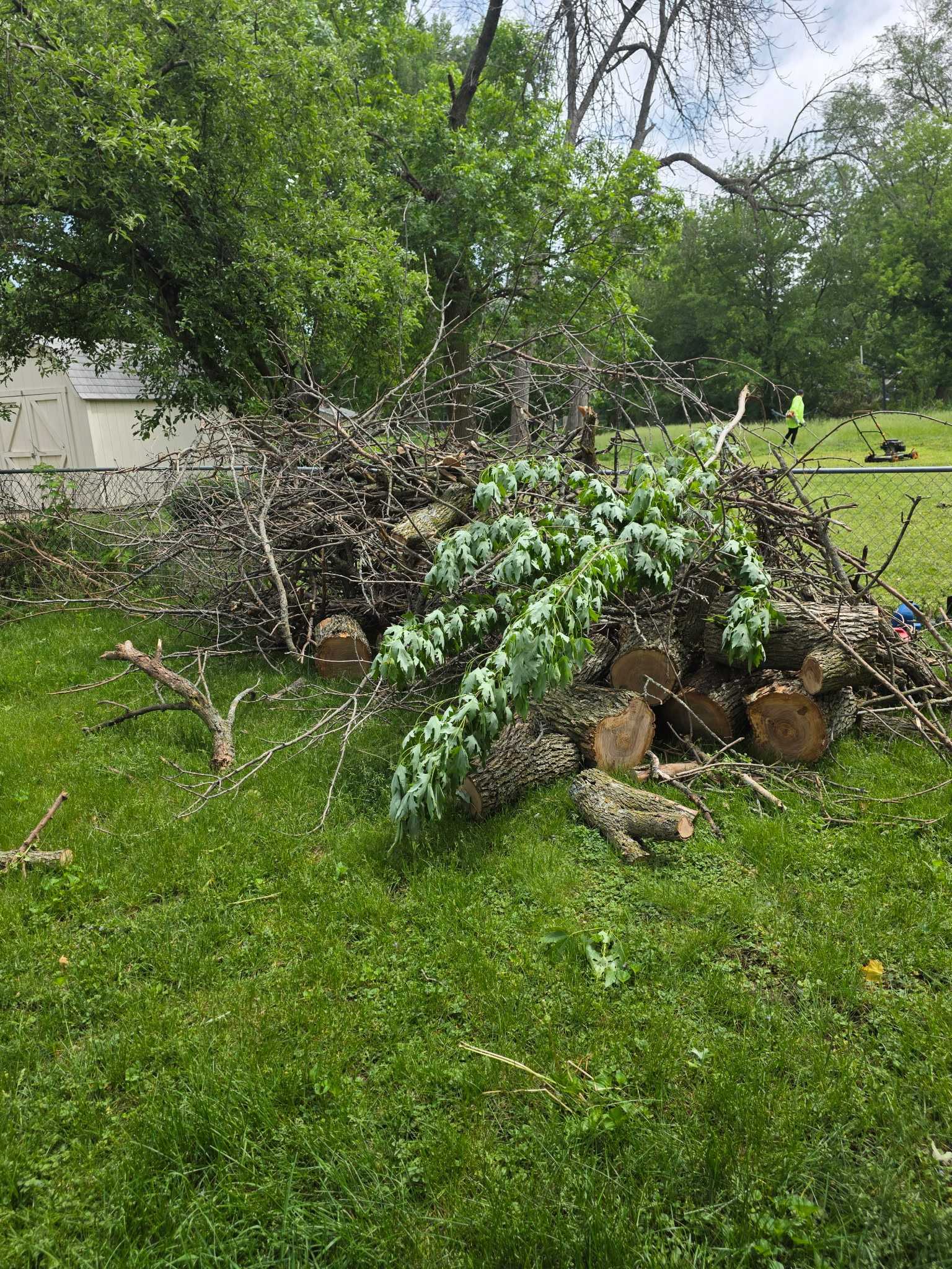 Large pile of cut tree sections and branches after tree removal